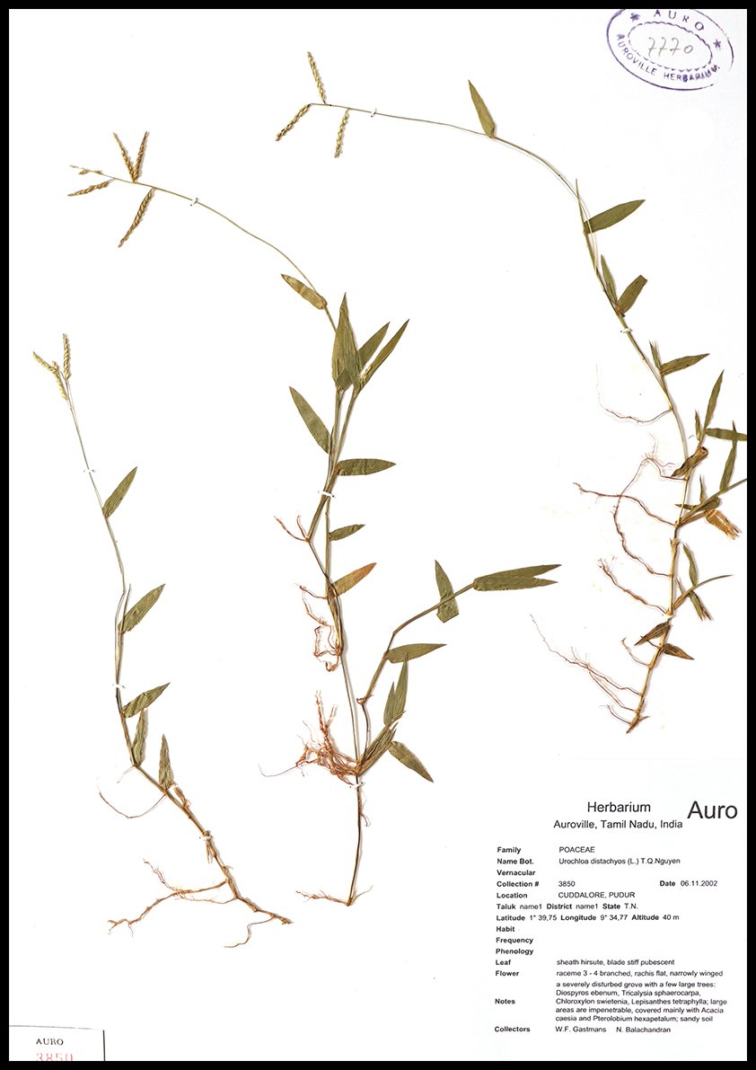 Dry herbarium images